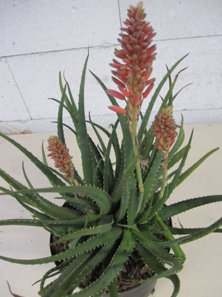 Aloe Safari Sunrise - Garten-Aloe Safari Sunrise - 25-30cm | eBay.de