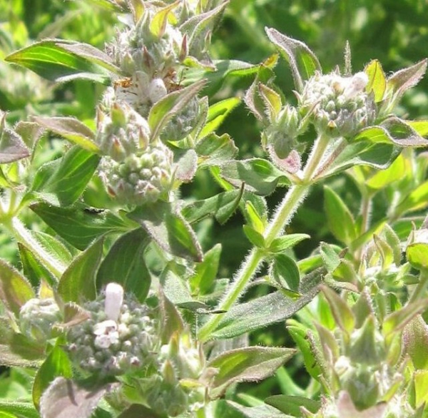 Pyracanthemum pilosum 1