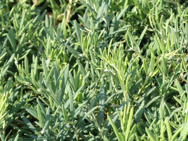 Lavendelheide Latifolia