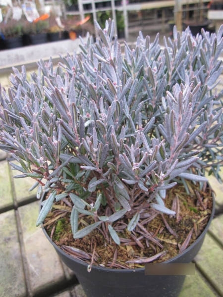 Andromeda polifolia Blue Lagoon 1
