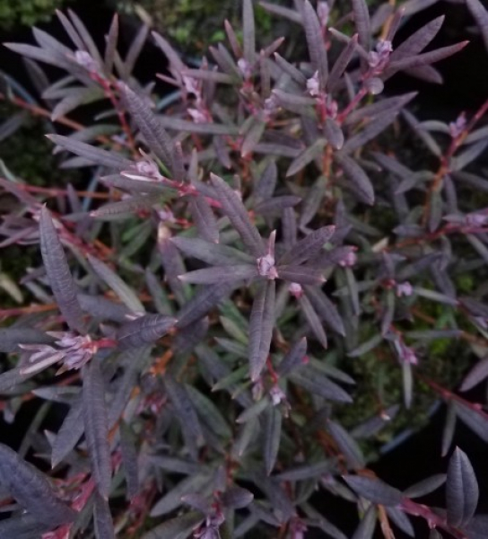 Andromeda polifolia Violet Viking 1