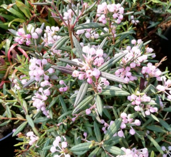 Andromeda polifolia Violet Viking 3