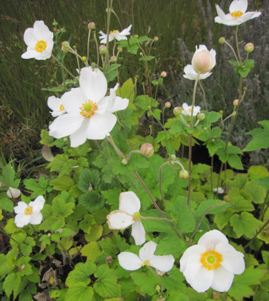 Herbst-Anemone Andrea Atkinson 2