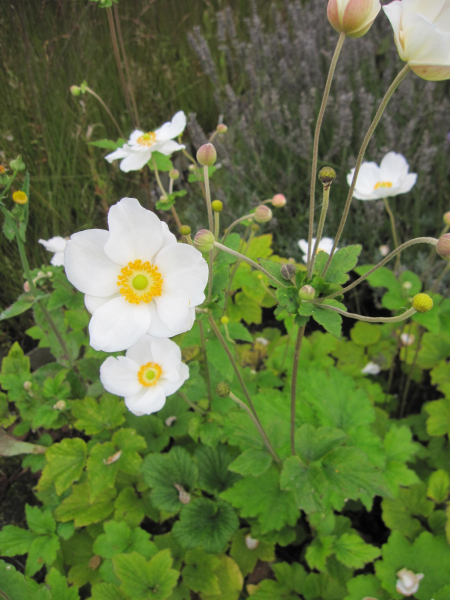 Herbst-Anemone Andrea Atkinson 3