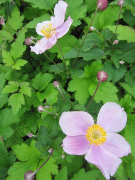 Herbst-Anemone Robustissima 1