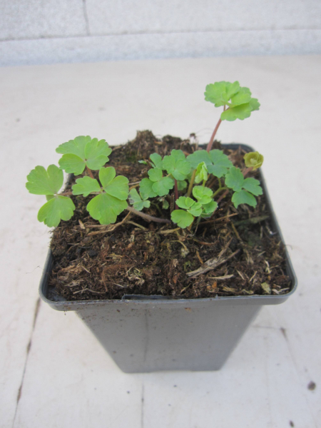 Aquilegia caerulea Biedermeier 2