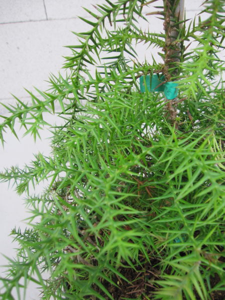 Araucaria aria bidwillii 1