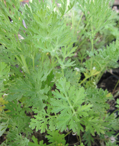 Wermutkraut 1