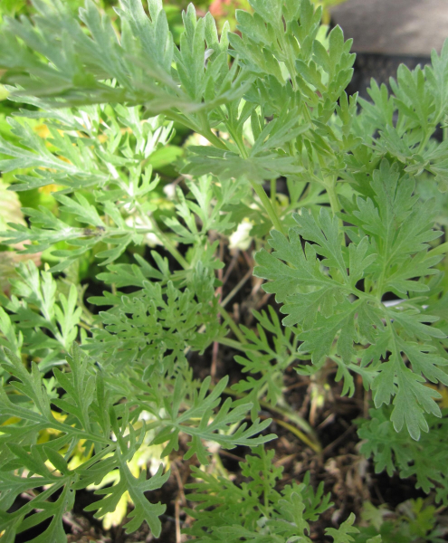 Wermutkraut 2