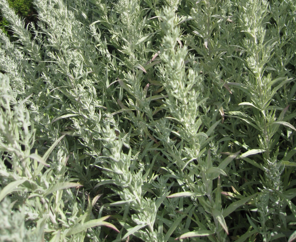 Garten-Beifuß Silver Queen 1