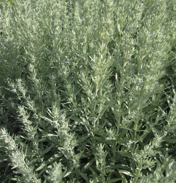 Garten-Beifuß Silver Queen 3