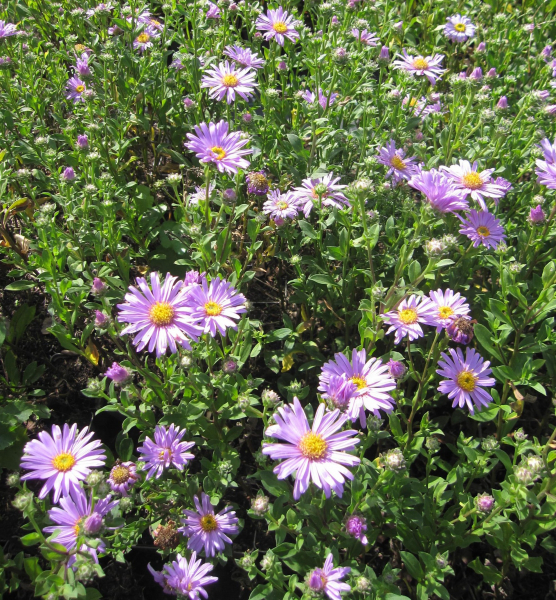 Berg-Aster Rosa Erfüllung 2
