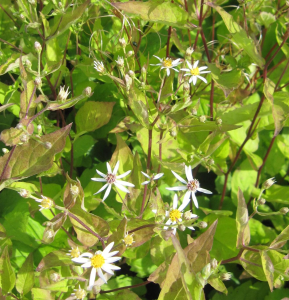 Sperrige Aster Tradescant 3