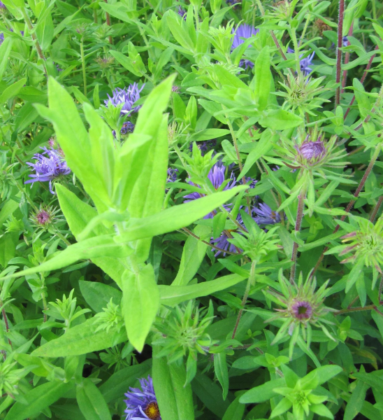Rauhblatt-Aster Treasure 2