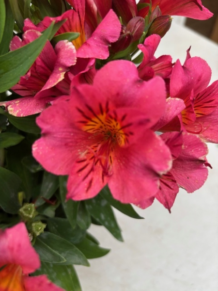 Astroemeria Colorita Eliane 4