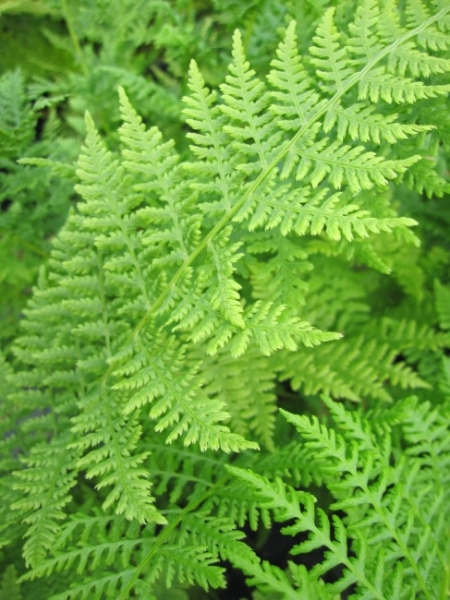 Gemeiner Waldfarn 1