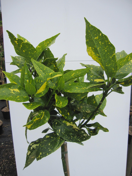 Aucuba japonica Variegata 3