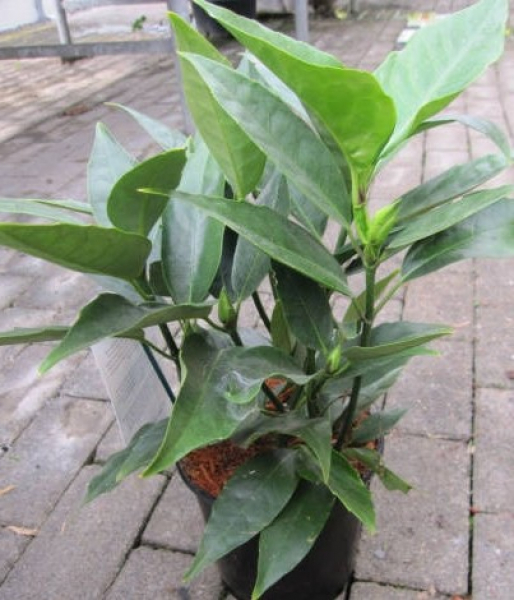 Aucuba japonica Viridis 1