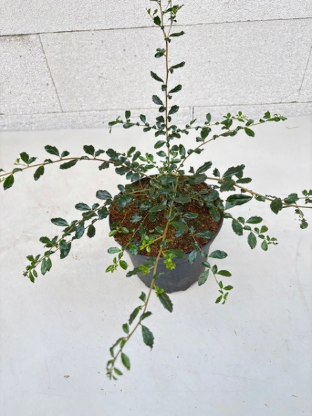 Kleinblättrige Azara 1