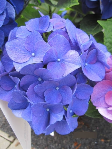 Bauernhortensie Jip Blue 2