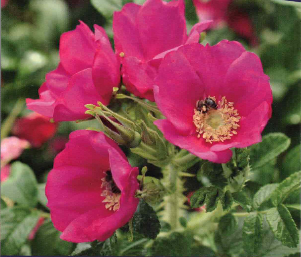 Kleinstrauchrose Berry Bush 1