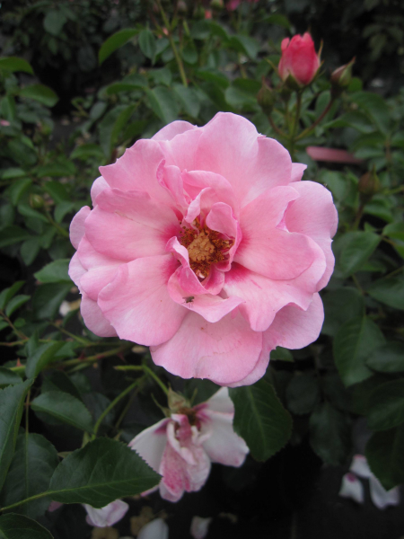 Rosa Bright Eyes  1