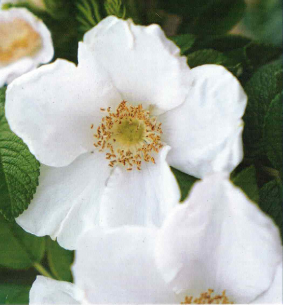 Kleinstrauchrose Butterfly 1