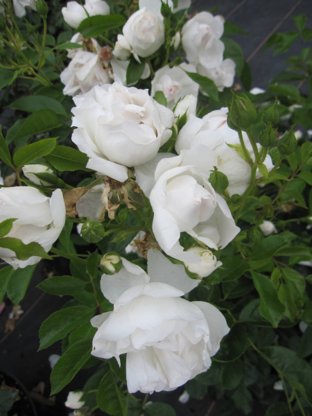 Rosa Dominique Loiseau 2