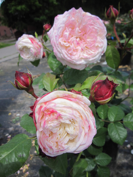 Rosa Eliane Gillet 1