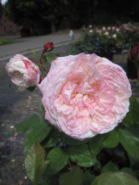 Rosa Eliane Gillet 2