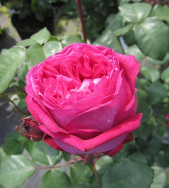 Rose Freifrau Caroline 1