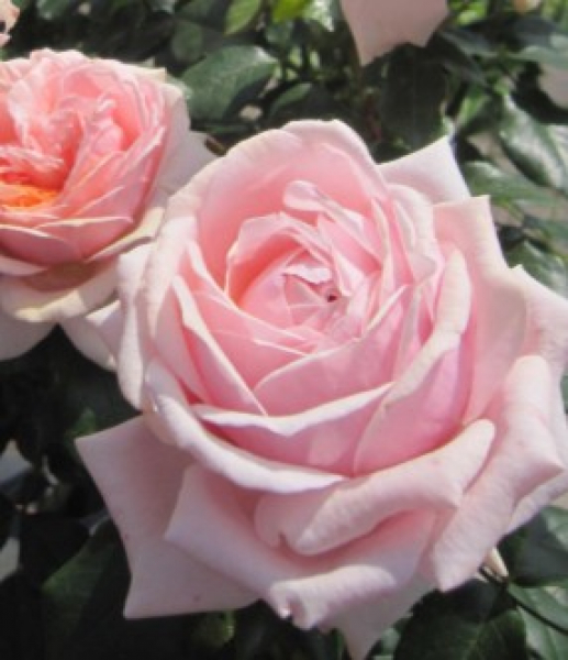 Beetrose Garden of Roses 1