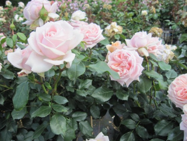 Beetrose Garden of Roses 2