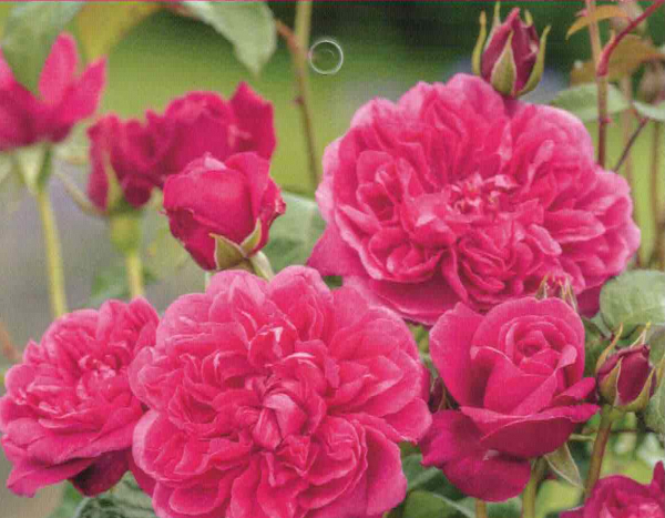 Englische Strauchrose James. L. Austin 1