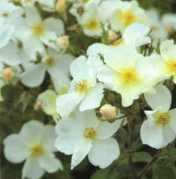 Englische Strauchrose Kew Gardens 1
