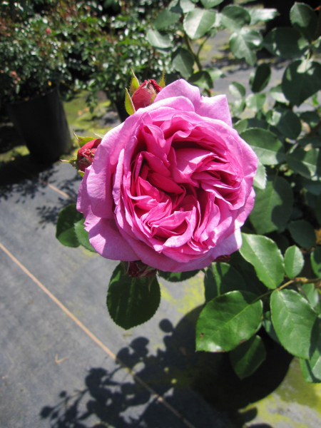 Beetrose Lilac Topaz 1