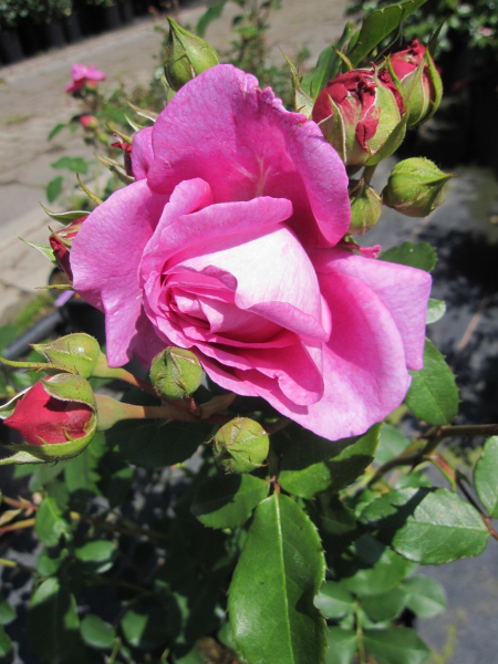 Beetrose Lilac Topaz 2