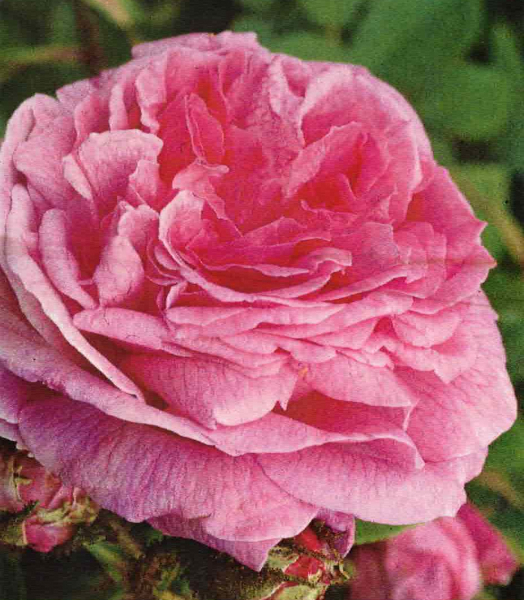 Moosrose Muscosa 1