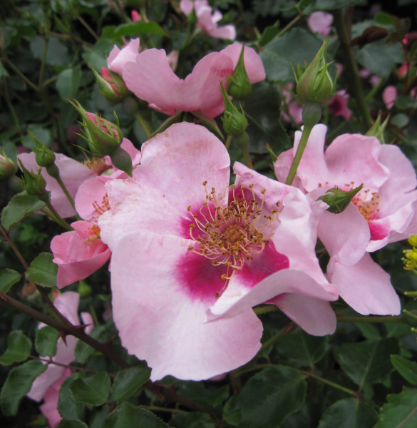 Beetrose Orienta Farina 1