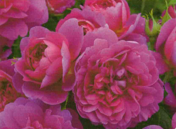 Englische Strauchrose Princess Anne 1