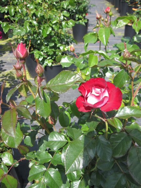 Beetrose Rose der Einheit 2