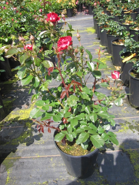Beetrose Rose der Einheit 3