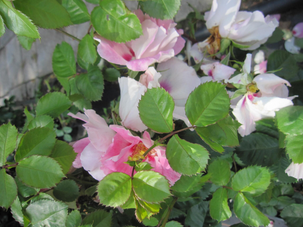 Beetrose See you in rosa 2