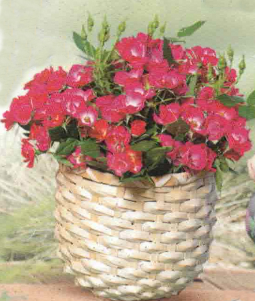 Moderne Strauchrose So Zen 1