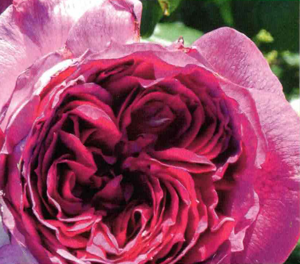 Beetrose Thierry Marx 1