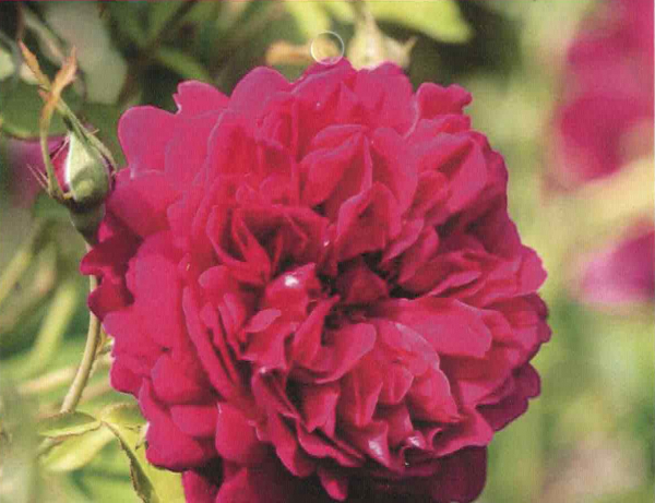 Moderne Romantikrose Thomas à Becket 1