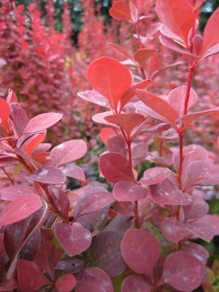 Berberis thunbergii Orange Rocket2