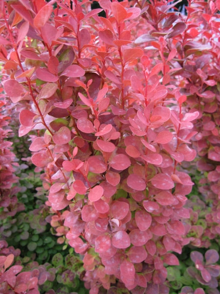 Berberis thunbergii Orange Rocket1