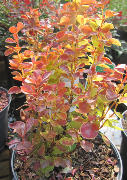Berberitze Orange Ice - Berberis thunbergii - insektenfreundlich - 20-30cm