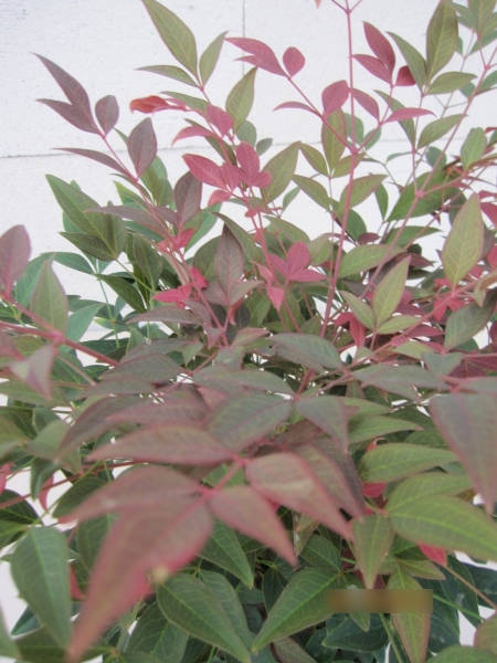 Nandina domestica Obsessed - Heiliger Bambus Obsessed